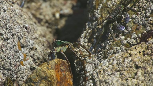 Crabs