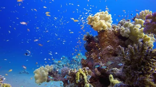 Underwater Scene Tropical Coral Reef