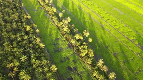 Aerial View of Tropical Rice Paddies and Palms