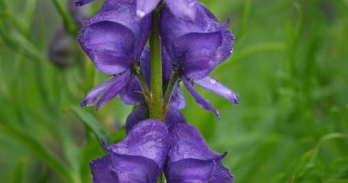 aconitum variegatum, species of flowering plant belonging to the family Ranunculaceae