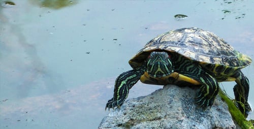 Schildkröte und See