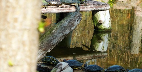 Schildkröten und der Baum