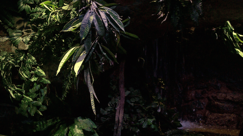 Into the Amazon