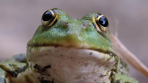Frog Funny Looks at Camera. Portrait of Green Toad Sits on the Sand