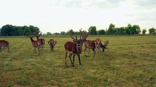 Deer Wild Animal Horse Nature Wildlife Green Roe Crowd Run