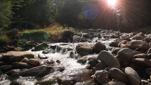 Mountain Forest River