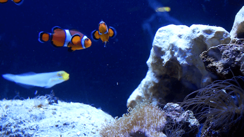 Clown Fish