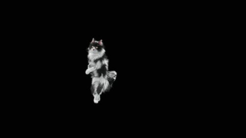 Gato dançando HD