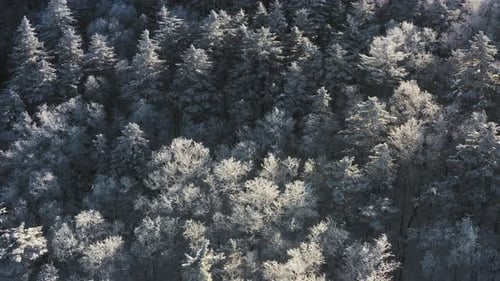 Winter Forest Nature Snow and Frost Covered Conifers Alpine Landscape