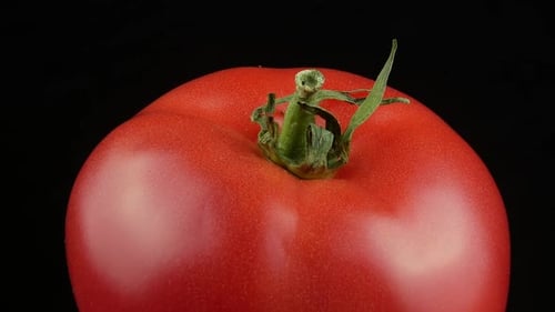 Fresh red tomato green stem