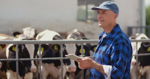 Farmer Using Digital Tablet While Looking at Cows