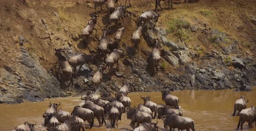 Gnus herd climbing on the shore of a river