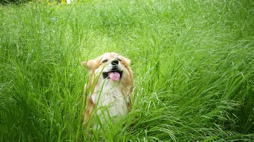 Happy Corgi Dog Sitting in Tall Green Grass