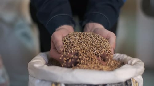 Hands Scooping Grain From Sack