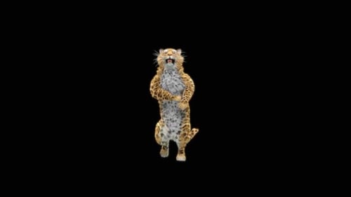 65 Leopard Dancing HD