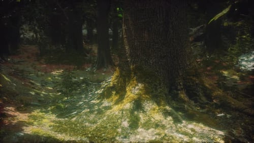 Old Trees with Lichen and Moss in Green Forest