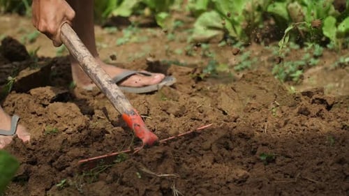 Farmer Working In The Garden With The Help Of A Rake Leveling Plowed Land