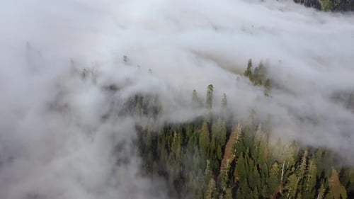 Wolken- und Wald-Luftbild