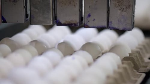 Packages of chicken eggs are passed on the conveyor. the scene takes place indoors