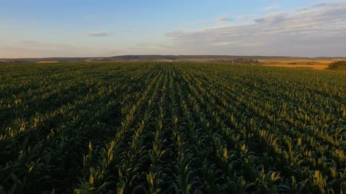 Flug über grünes Maisfeld bei riesigem Sonnenuntergang