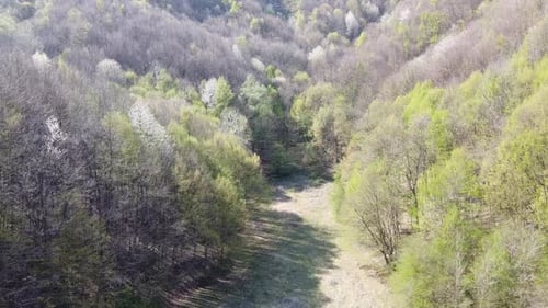 Aerial view of the forest in early spring