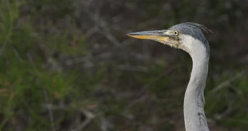 Graureiher, Ardea cinerea, Camargue, Frankreich