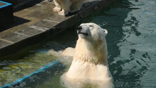 Eisbär mit Jungen, die im Wasser spielen