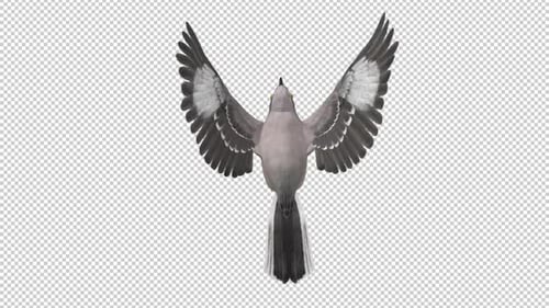 American Mockingbird - Flying Loop - Vista desde arriba - Alpha Channel