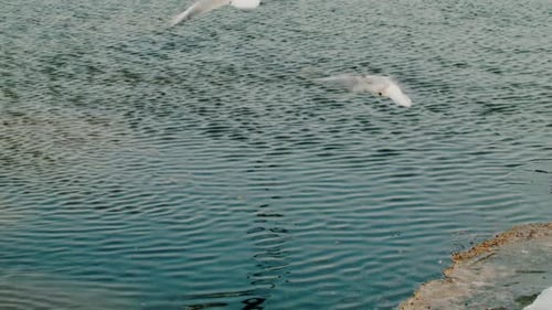 Seagulls 4