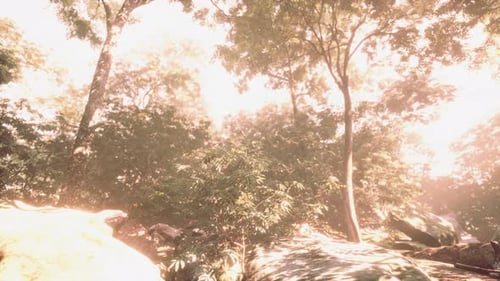 Bunter mystischer Wald mit Sonnenstrahl und Linseneffekt am Morgen