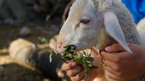 Cute Lamb Eating Leaves Held in Hands