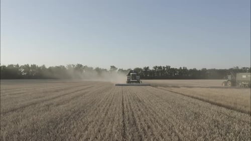 Combine Harvesting Wheat Top View of a Wheatfield