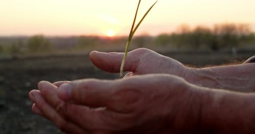 Farmer's Hands Holding a Sprout
