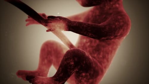 Animation médicale 3D d'un foetus humain