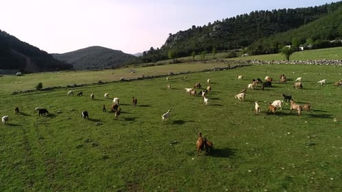Ziegen auf der Weide