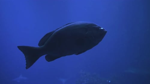 Große Fische schwimmen in Zeitlupe im großen Aquarium, Nahaufnahme