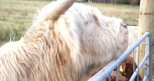 Close Up of Highland Cow Rubbing on Gate