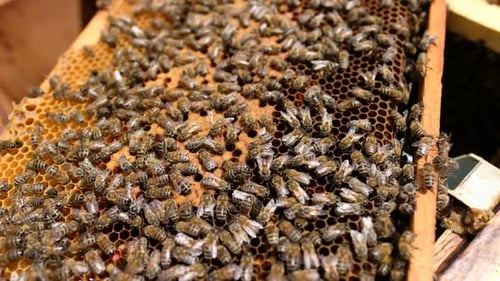 Honeybees on Honeycomb Inside Bee Hive Frame