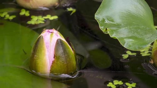 Time Lapse of Pink Water Lily Blossoming