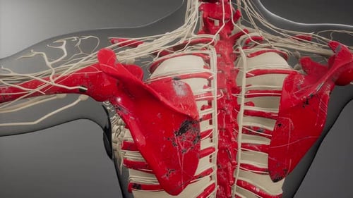 Human Thorax Anatomy: Bones, Arteries, and Nerves 3D Animation