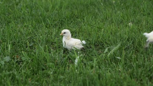 small silk chicken trying to fly while farmer throws grain