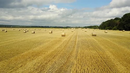 Hay Bales on the Field
