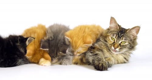 Brown Tortie Blotched Tabby blue Blotched Tabby Cream Blotched tabby Brown Blotched Tabby Maine Coon