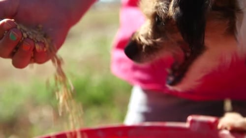 Ralenti des grains tombant de la main d'une fille avec un chien essayant de les manger