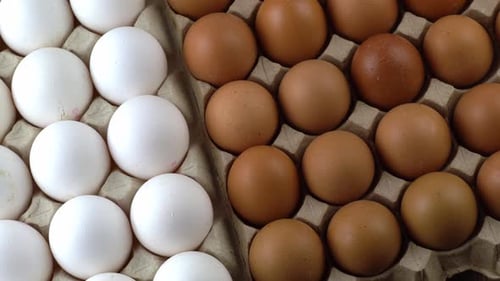 Egg Background