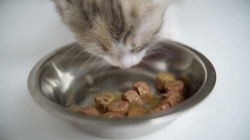 Cute Kitten Enjoying a Meal of Wet Food