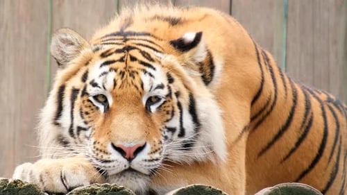 A beautiful big tiger is lying and resting in the zoo.
