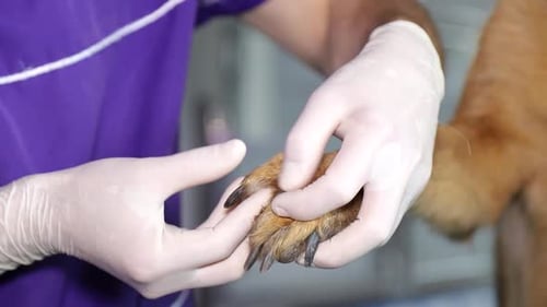 Veterinarian Examines Dog Paw in Close Up Detail