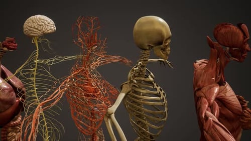 Animated 3D Human Body Anatomy Layer by Layer Reveal