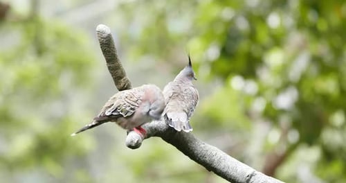 Crested Pigeons Perched on Branch in Natural Setting